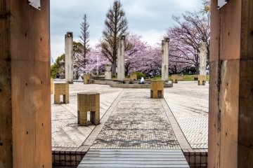 Yamashita Park's Cherry Blossoms