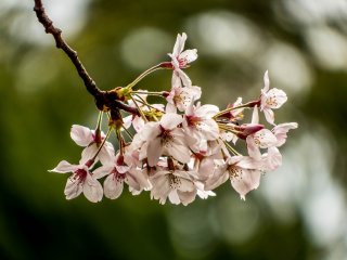 Bunga sakura dari dekat