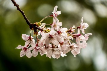 <p>A close up of one of the many rich and vibrant cherry trees</p>