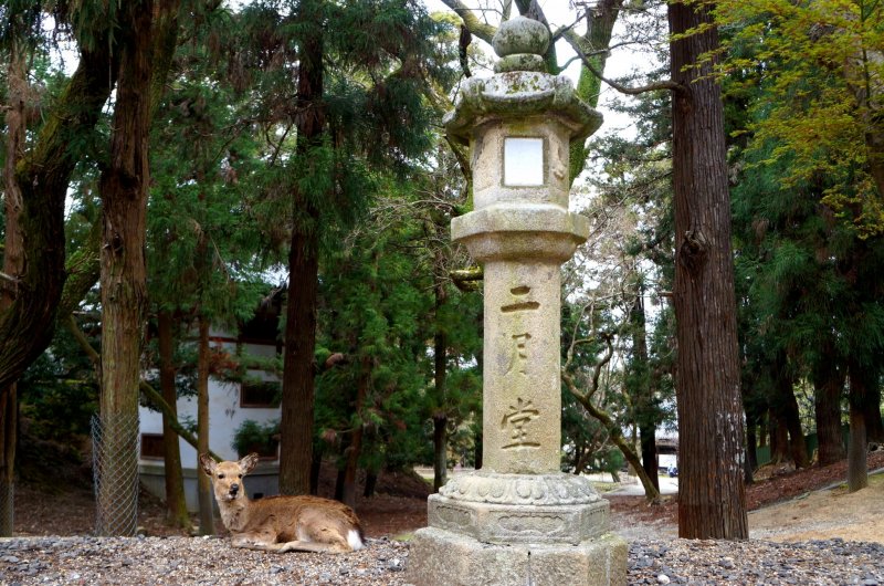 <p>&#39;니가츠도(二月堂)&#39;가 새겨져 있는 석등과 쉬고 있는 사슴</p>