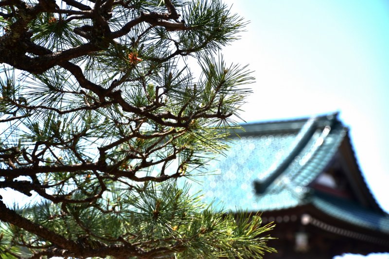 밝은 햇살에 푸른 사원 지붕이 있는 일본 정원의 소나무