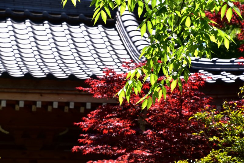 Temple roof with red and green leaves in sunlight
