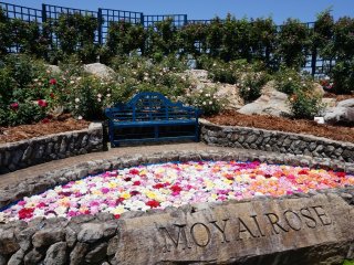 The bench in front of the pool of floating roses is often busy with families and couples looking to take a group photo.