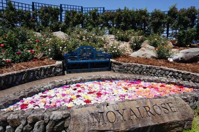 <p>The bench in front of the pool of floating roses is often busy with families and couples looking to take a group photo.</p>