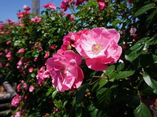 The garden is surrounded by a 300 meter wall of pink roses.