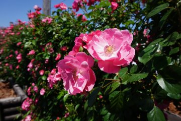 <p>The garden is surrounded by a 300 meter wall of pink roses.</p>