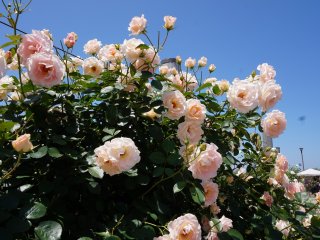 Over 350 species and 750 varieties of roses and be seen in the park.