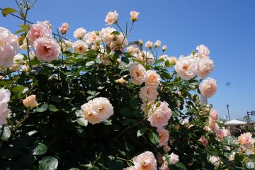 <p>Over 350 species and 750 varieties of roses and be seen in the park.</p>