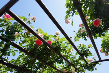 <p>The blooming periods in May and October also happen to be the sunniest months in Japan. &nbsp;</p>