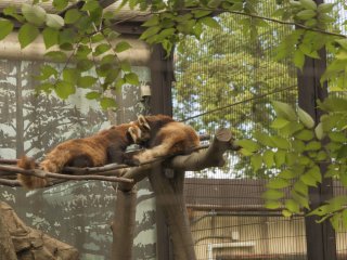 One of the main attractions is this pair of Red Pandas
