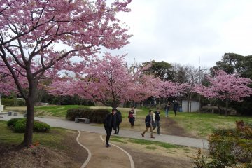 <p>สวนดอกไม้ที่มีต้นซากุระ พากันอวดโฉมด้วยดอกสีชมพูเต็มต้น ส่งกลิ่นหอมขจรขจายไปทั่วบริเวณนั้น</p>