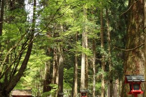 The ancient cedar-lined path to Okunomiya.