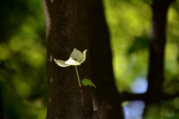 그늘 속의 외로운 일본 도그우드 꽃. 나는 그것이 나무 줄기에서 바로 피어날 수 있다는 것을 알고 있었어!