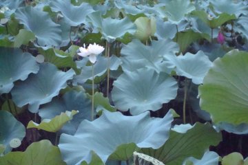 Water flower pond