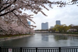 오사카 성 주변 호숫가에 흐드러지게 핀 벚꽃들
