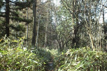 Mountain Forest with Sasa Bamboo Undergrowth