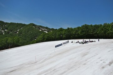 <p>Sea of green, isle of white: the top of Ohara Ski Area</p>