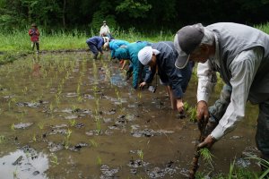 Рисовые поля, управляемые Yato Satoyama Planning, некоммерческой организацией, в состав которой входят по большому счёту пенсионеры