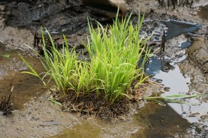 The seedlings. To plant, pull four stalks and place into the mud. At harvest time, one stalk can produce 100 grains of rice!