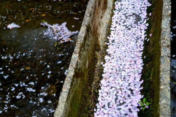 <p>무수히 떨어진 벚꽃잎들. 운하를 따라 흐르는 모습도 아름다웠어요.</p>
