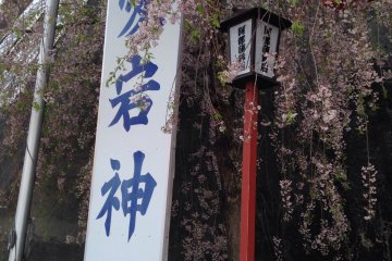 A view of the shrine entrance at the tail end of cherry blossom season