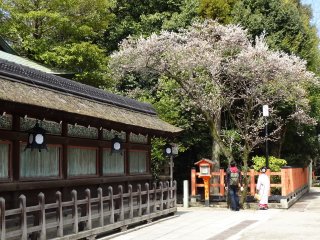 ระเบียงรั้วรอบอาคารหลักหรืออาคารฮอนโดะ (Hondo) กับต้นซากุระ