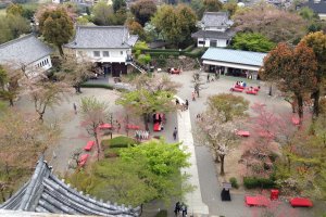 犬山城外的「本丸」空地都種滿了櫻花樹。不過我前往時已是花殘時份，櫻花都開始被綠葉取代了。