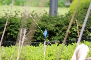 「白鳥の池」でたびたび目撃されるカワセミ。その美しい羽の色から、翡翠・青い宝石と呼ばれています