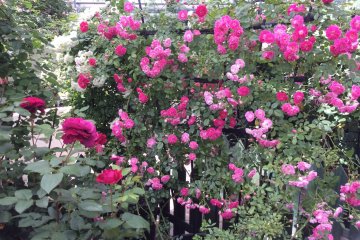 <p>Bunches of small roses&nbsp;look spectacular</p>