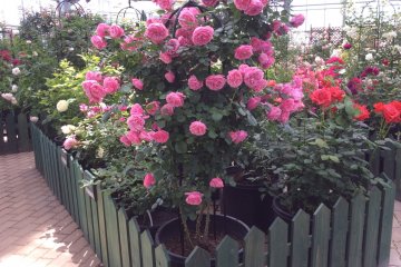 <p>Take your time to appreciate the different kinds of roses&nbsp;in separate blocks.</p>