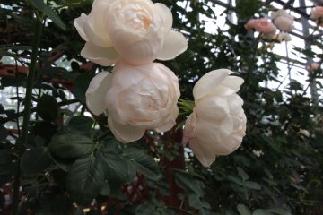 <p>Not pure white but&nbsp;these pale pink roses are lovely</p>