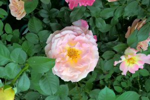 A peach rose