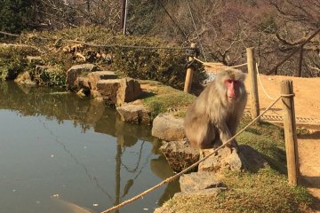 約有120隻日本獼猴棲息於岩田山猴子公園