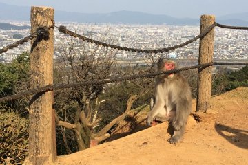 Enjoy not only the monkeys, but also the spectacular view at Monkey Park Iwatayama.