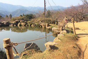 Enjoy a quaint koi pond on top of Iwatayama&nbsp;mountain.