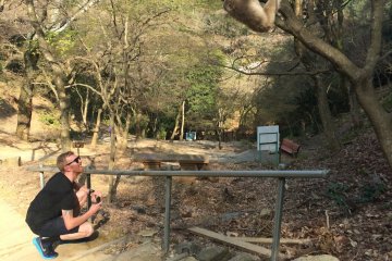 規則＃1：不要直視猴子的眼睛。岩田山猴子公園的猴子雖然相對友善，但仍是野生動物。