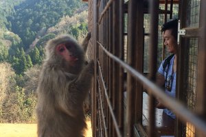 Go inside the caged area to feed the monkey at Monkey Park Iwatayama.