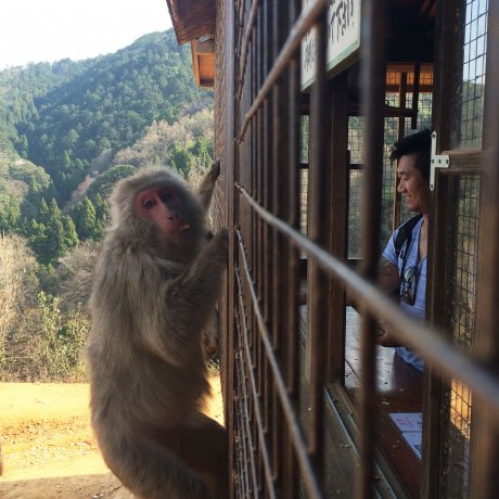 Парк обезьян Иватаяма в Киото