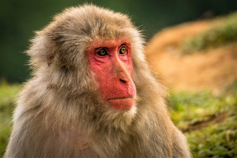 Come face to face with a Japanese Macaque