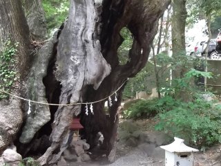 This gnarled old tree is home to a small side shrine