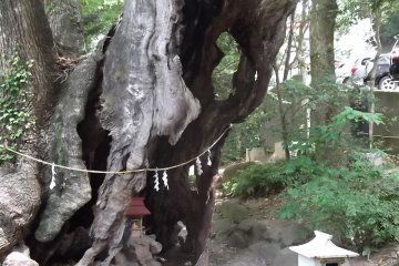 <p>This gnarled old tree is home to a small side shrine</p>