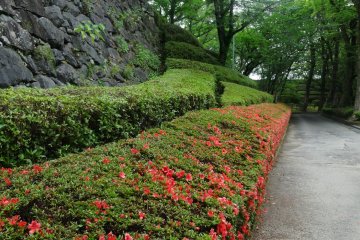 <p>Azalea bushes line the walking paths inside the castle walls</p>