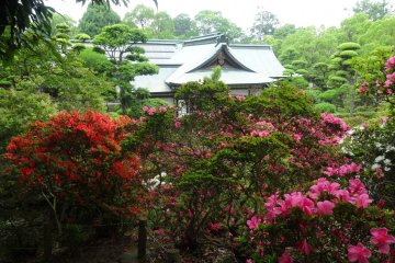 <p>A proliferation of azalea bushes rings the shrine</p>
