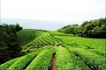 Wazuka Tea Farm in the hills behind Uji in Kyoto Prefecture