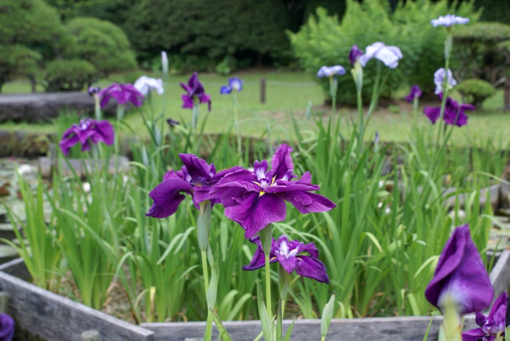 A number of irises bloom in the ponds of the Shohinken in Yatsushiro