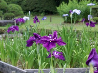 A number of irises bloom in the ponds of the Shohinken in Yatsushiro