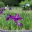 Irises at Shohinken