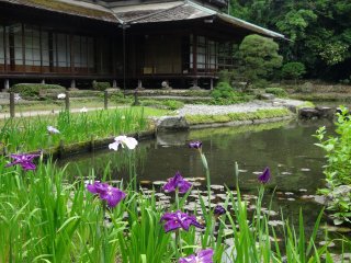 The teahouse makes a beautiful backdrop for the purple flowers