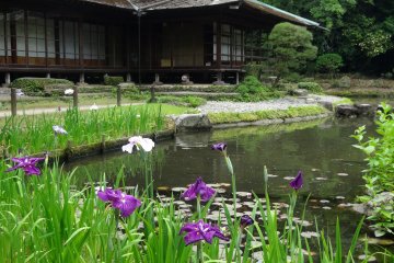 <p>The teahouse makes a beautiful backdrop for the purple flowers</p>