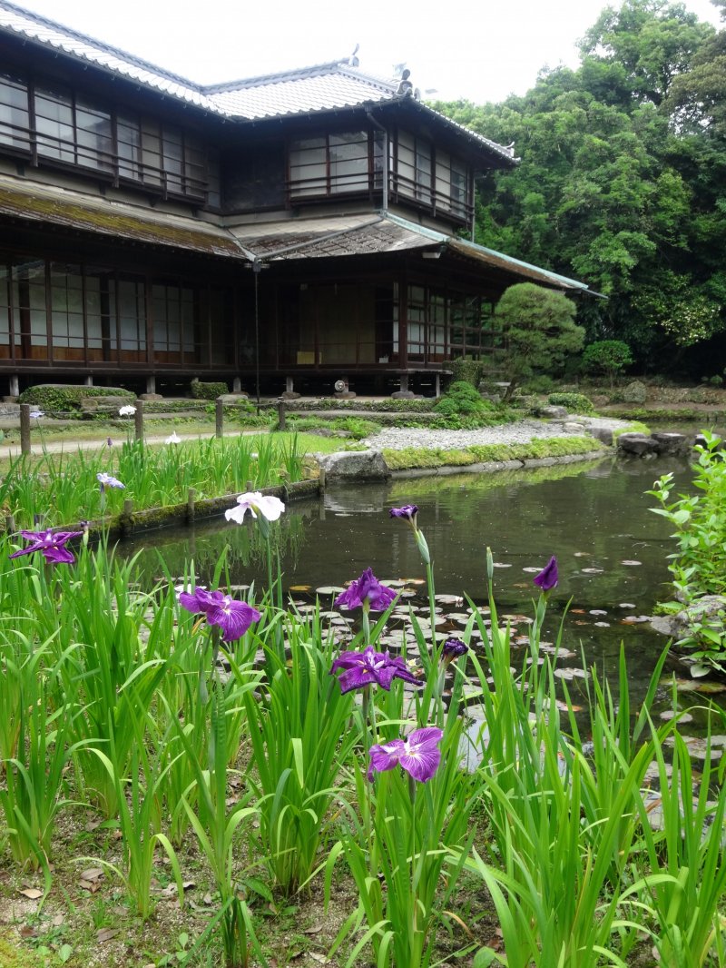 <p>The teahouse makes a beautiful backdrop for the purple flowers</p>